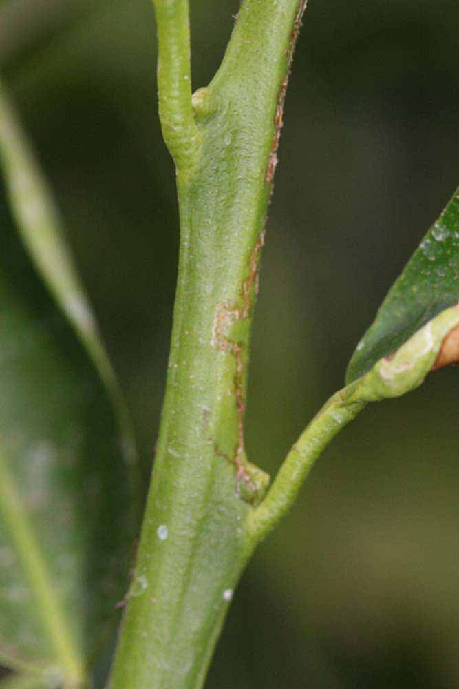            First year twig (Riverside, CA)   